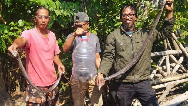 Kobra jawa Ular kobra jawa diamankan tim RCTD - Exalos di Trucuk, Klaten.