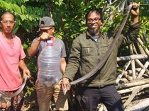 Kobra Jumbo Lagi Kawin di Gazebo Bikin Kaget Warga Trucuk Klaten