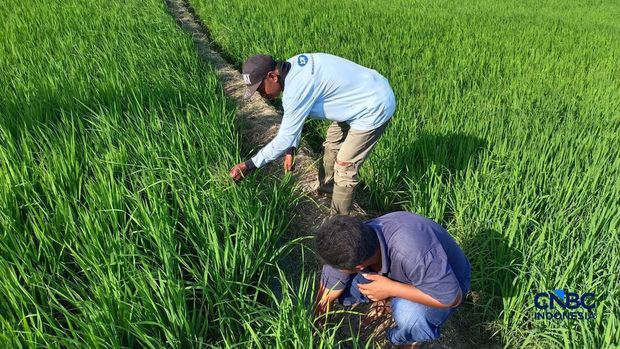 Petani di Kampung Candra Jaya, Distrik Kurik, Merauke, Papua Selatan. (CNBC Indonesia/Martyasari Rizky)
