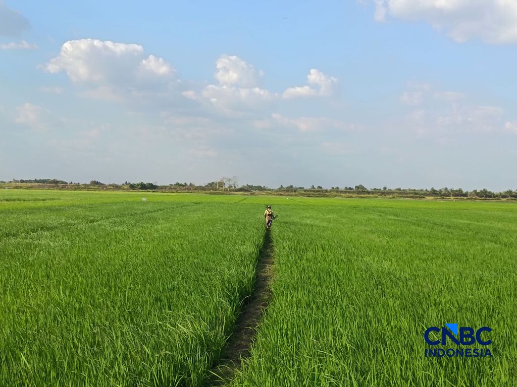 Petani di Kampung Candra Jaya, Distrik Kurik, Merauke, Papua Selatan. (CNBC Indonesia/Martyasari Rizky)