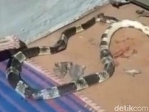 Bocah 5 Tahun di Pekalongan Tewas Dipatuk Ular Weling saat Tidur