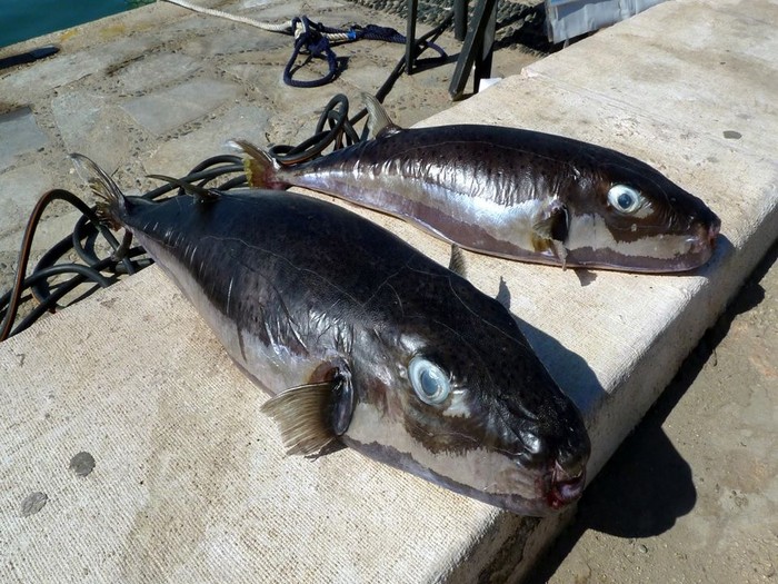Ikan buntal beracun