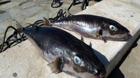 Ikan Buntal Beracun Merajalela, Siapa Tangkap Diberi Imbalan
