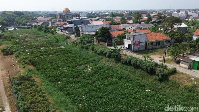 Kondisi Kali Blencong di Kota Bekasi kembali menjadi sorotan. Baru sekitar tujuh bulan setelah dilakukan pembersihan, aliran sungai tersebut kembali dipenuhi eceng gondok yang menutupi hampir seluruh permukaan air. Hamparan tanaman air itu mengular hingga sekitar 1,5 kilometer, membuat aliran kali nyaris tak terlihat.