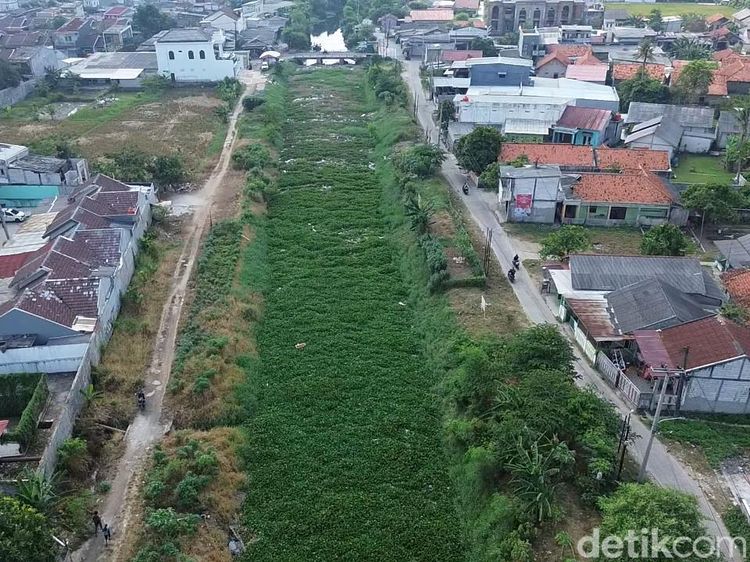 Baru 7 Bulan Dibersihkan, Kali Blencong Bekasi Kembali Dipenuhi Eceng Gondok