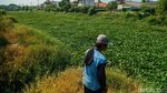 Baru 7 Bulan Dibersihkan, Kali Blencong Bekasi Kembali Dipenuhi Eceng Gondok