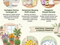 Usir Nyamuk Nggak Harus Pakai Obat, Begini Cara Alaminya