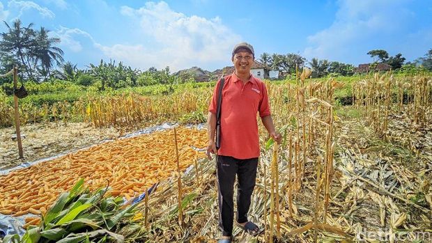 Haris bertani di ladang jagung miliknya sambil membawa senapan angin untuk berjaga menghalau kawanan monyet yang kerap menjarah jagung miliknya. Haris bertani di ladang jagung miliknya sambil membawa senapan angin untuk berjaga menghalau kawanan monyet yang kerap menjarah jagung miliknya.
