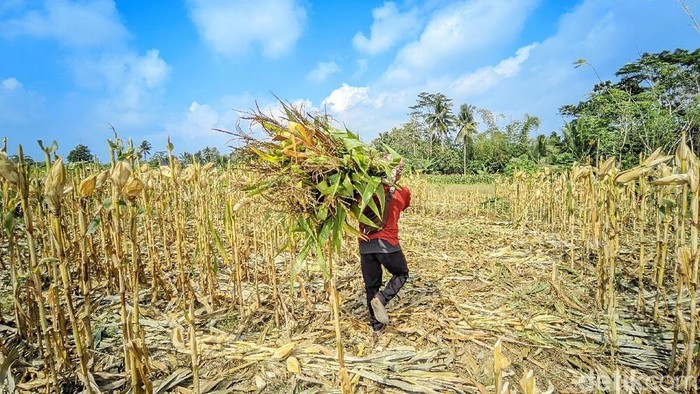 Haris bertani di ladang jagung miliknya sambil membawa senapan angin untuk berjaga menghalau kawanan monyet yang kerap menjarah jagung miliknya.