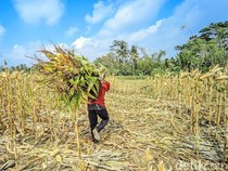 Teror Monyet Liar di Ladang Jagung Imbanagara Ciamis, Petani Siaga Senapan