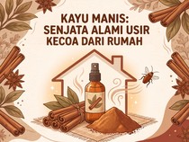 Infografis: Rumah Banyak Kecoa? Coba Pakai Kayu Manis, Begini Caranya