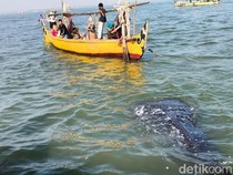 Hiu Tutul Muncul di Perairan Pasuruan, Ini Waktu Terbaik Melihatnya