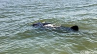 Satwa berwarna abu-abu gelap dengan pola totol-totol putih yang unik ini berenang bebas di lautan dangkal.