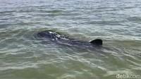 Ikan-ikan besar ini berenang di perairan dangkal berjarak sekitar 2 mil dari garis pantai.