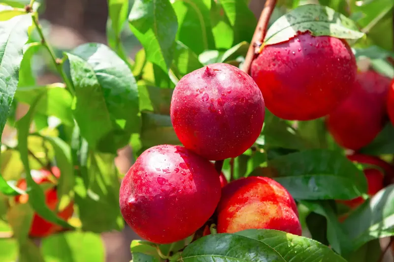 Petani berbagi buah gratis Petani Ini Bagi-Bagi 56 Ton Buah Gratis, Nilainya Tembus Rp 3,5 Miliar!