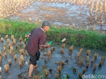 Petani Panen Ratusan Botol Miras yang Dibuang ke Sawah Tasikmalaya