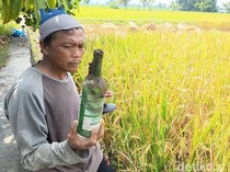 Luka Petani Tasikmalaya Usai Panen Botol Miras di Persawahan