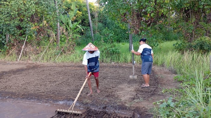 Petani garam di Desa Sejahtera Astra Desa Les mempertahankan metode produksi garam tradisional yang telah diwariskan secara turun-temurun. Pengembangan komoditas unggulan ini menjadi bagian dari upaya memperkuat ekonomi masyarakat berbasis potensi lo
