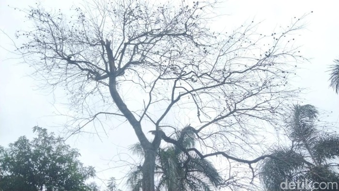 Pohon maja di halaman pendopo Majalengka