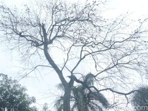 Pohon Buah Maja di Halaman Pendopo Majalengka Mati