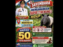 Bupati Mesuji Unggah Sayembara Tangkap Tapir Hidup-hidup, Hadiah Rp 50 Juta