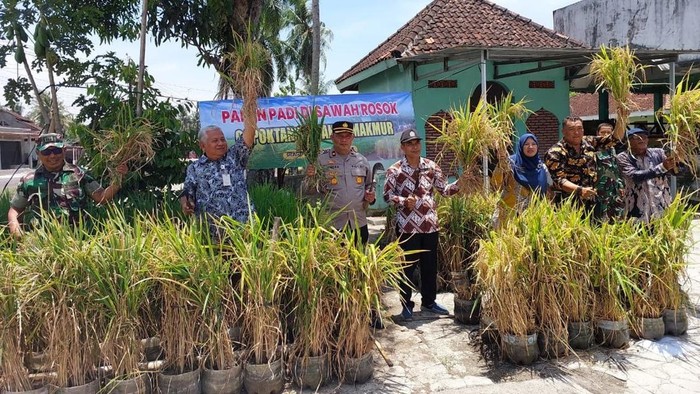 Gapoktan Genjahan Makmur di Genjahan, Ponjong yang telah mengaplikasikan penanaman padi di galon.