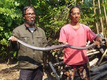Penampakan Kobra Jawa Super Jumbo di Klaten Usai Kepergok Kawin