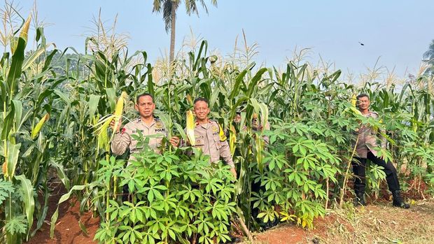 Brimob Polda Metro memanen jagung sebagai dukungan program ketahanan pangan nasional yang sejalan dengan Asta Cita Presiden Prabowo Subianto. (dok Ist)
