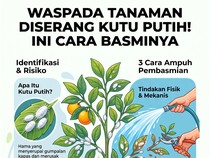Infografis: Cara Basmi Kutu Putih si Biang Kerok Perusak Tanaman