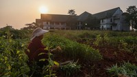 Petani memanen sayur kangkung dengan latar belakang bangunan Gedung Islamic Centre yang terbengkalai di Tambun Utara, Kabupaten Bekasi, Jawa Barat. Foto: ANTARA FOTO/Darryl Ramadhan