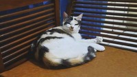 Potret Messi kucing senior saat leyeh-leyeh di kursi.
