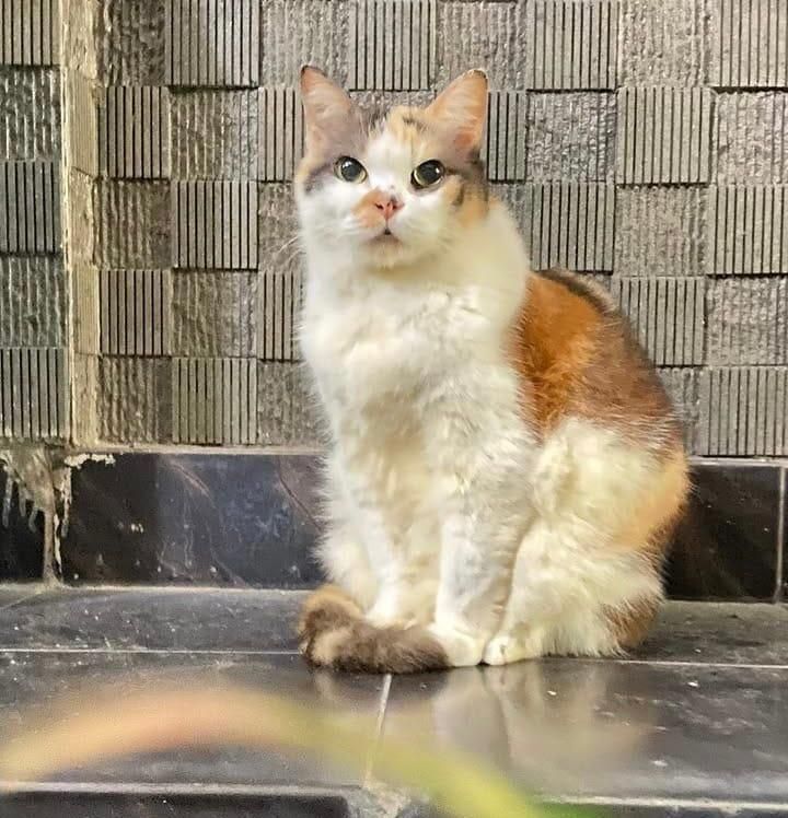 Kucing Messi jadi kucing pertama yang punya kartu anggota Muhammadiyah. Kucing Messi jadi kucing pertama yang punya kartu anggota Muhammadiyah. Foto diunggah Selasa (7/7/2026).