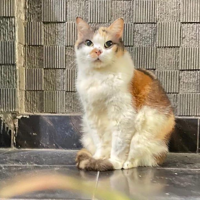 Ini Messi, Kucing Cantik Anggota Muhammadiyah