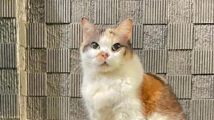 Ini Messi, Kucing Cantik Anggota Muhammadiyah