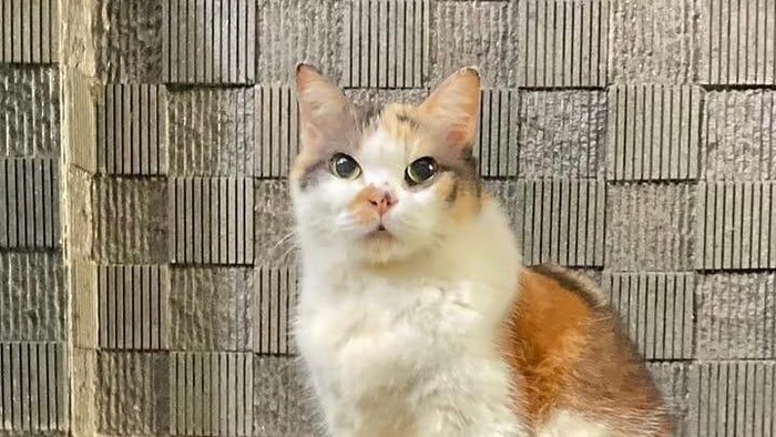 Kucing Messi jadi kucing pertama yang punya kartu anggota Muhammadiyah. 

Foto diunggah Selasa (7/7/2026).