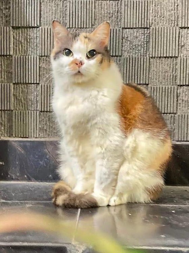 Ini Messi, Kucing Cantik Anggota Muhammadiyah