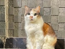 Alasan Kucing di Jogja Pemilik KTA Muhammadiyah Dinamai Messi