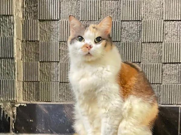 Ini Messi, Kucing Cantik Anggota Muhammadiyah