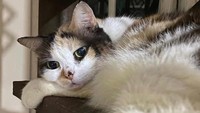 Nama Messi diambil dari sosok jagoan bola legendaris Lionel Messi. Kucing ini terbilang pintar karena bisa buang air di toilet.