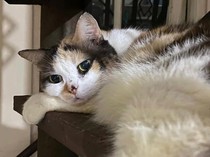 Alasan Muhammadiyah Bagikan Kartu Anggota buat Kucing