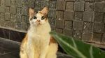 Ini Messi, Kucing Cantik Anggota Muhammadiyah