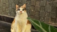 Kucing betina bercorak kembang telon itu milik Wakil Ketua Pimpinan Wilayah Muhammadiyah DIY Azman Latif. Dia diadopsi sejak berusia sekitar 2 bulan.