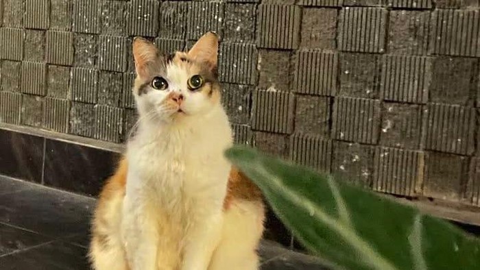 Kucing Messi jadi kucing pertama yang punya kartu anggota Muhammadiyah. 

Foto diunggah Selasa (7/7/2026).
