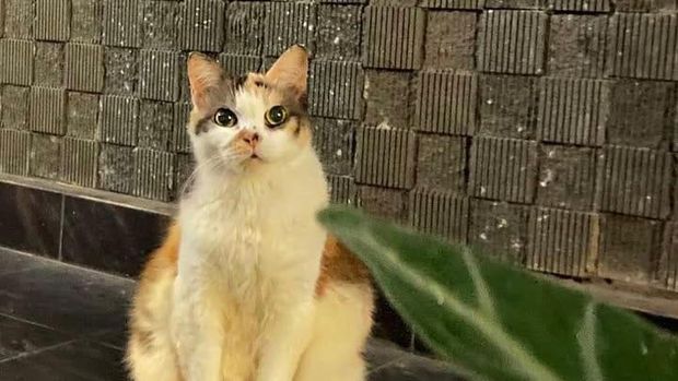 Kucing Messi jadi kucing pertama yang punya kartu anggota Muhammadiyah. Foto diunggah Selasa (7/7/2026).