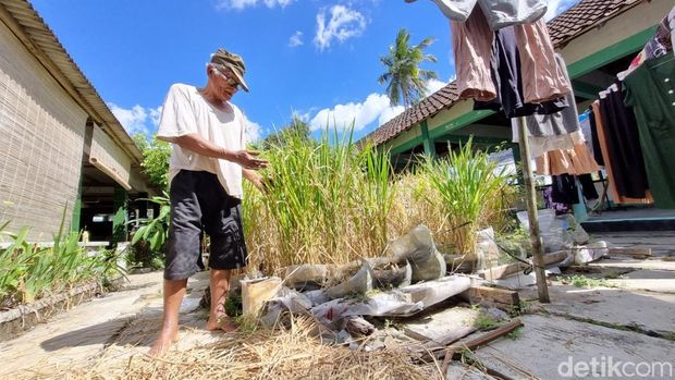 Sawah rongsok milik Suhantara di Ponjong Gunungkidul, Selasa (7/7/2026).