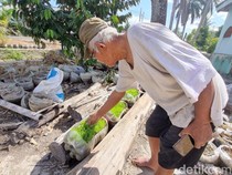 Tips Mbah Suhan Tanam Padi Pakai Ratusan Galon di Daerah Tandus