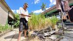 Hijaunya Padi Sawah Rongsok Mbah Suhan di Ponjong Gunungkidul