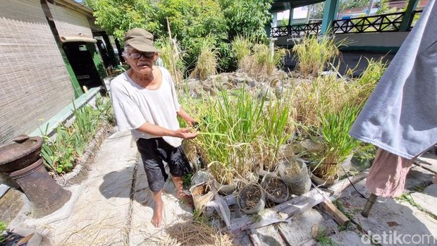 Sawah rongsok milik Suhantara di Ponjong Gunungkidul, Selasa (7/7/2026).