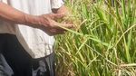 Hijaunya Padi Sawah Rongsok Mbah Suhan di Ponjong Gunungkidul