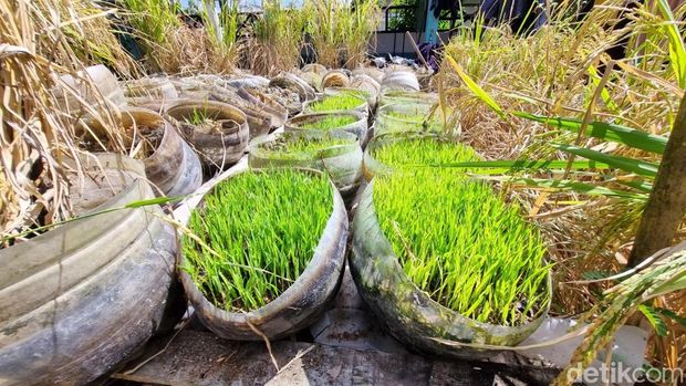 Sawah rongsok milik Suhantara di Ponjong Gunungkidul, Selasa (7/7/2026).